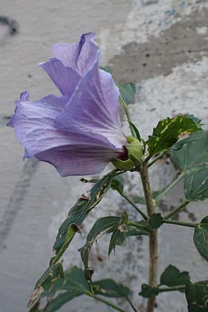 Hibiscus syriacus \ Strauch-Eibisch, Hibiskus / Rose Mallow, Rose of Sharon, D Mannheim 15.9.2019