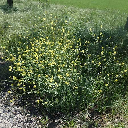Hirschfeldia incana \ Grau-Senf / Shortpod Mustard, Buchanweed, D Kollerinsel 6.5.2020