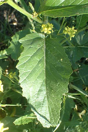 Hirschfeldia incana \ Grau-Senf / Shortpod Mustard, Buchanweed, D Kollerinsel 6.5.2020