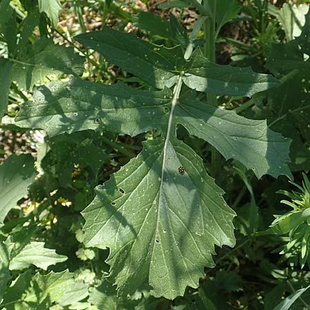 Hirschfeldia incana \ Grau-Senf / Shortpod Mustard, Buchanweed, D Kollerinsel 6.5.2020