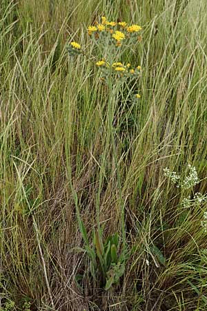 Hieracium cymosum, Trugdoldiges Habichtskraut