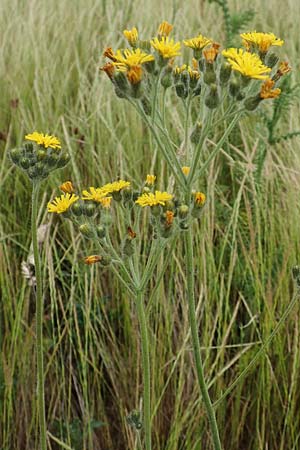 Hieracium cymosum \ Trugdoldiges Habichtskraut / Cymose Hawkweed, D Neuleiningen 15.6.2020