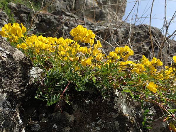 Hippocrepis comosa \ Hufeisenklee / Horseshoe Vetch, D Herxheim am Berg 11.4.2022
