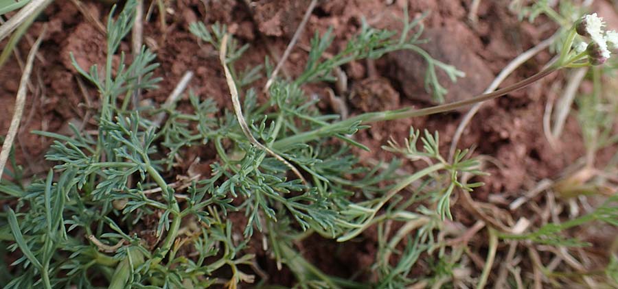 Seseli hippomarathrum \ Pferde-Sesel / Horse Fennel, D Sachsen-Anhalt, K&ouml;nnern 11.6.2022