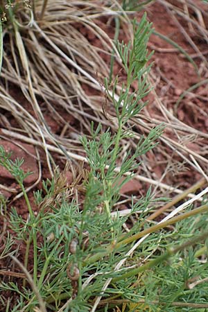 Seseli hippomarathrum \ Pferde-Sesel / Horse Fennel, D Sachsen-Anhalt, K&ouml;nnern 11.6.2022