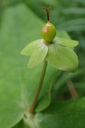Hypericum x inodorum \ Duftloses Johanniskraut / Tall Tutsan, D K&ouml;nigstein-Falkenstein 30.6.2023