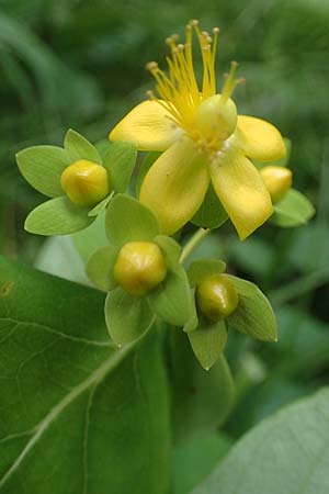 Hypericum x inodorum \ Duftloses Johanniskraut / Tall Tutsan, D K&ouml;nigstein-Falkenstein 30.6.2023