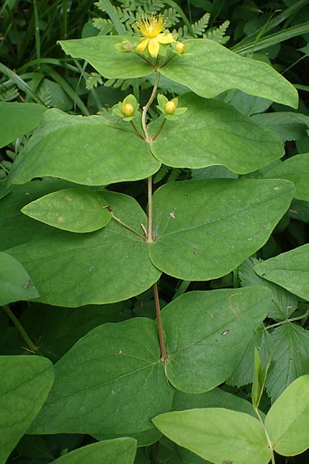 Hypericum x inodorum \ Duftloses Johanniskraut / Tall Tutsan, D K&ouml;nigstein-Falkenstein 30.6.2023