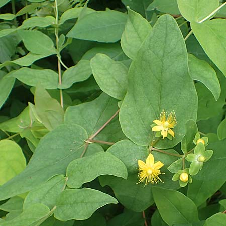Hypericum x inodorum \ Duftloses Johanniskraut / Tall Tutsan, D K&ouml;nigstein-Falkenstein 30.6.2023