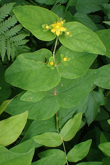 Hypericum x inodorum \ Duftloses Johanniskraut / Tall Tutsan, D K&ouml;nigstein-Falkenstein 30.6.2023
