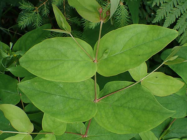 Hypericum x inodorum \ Duftloses Johanniskraut / Tall Tutsan, D K&ouml;nigstein-Falkenstein 30.6.2023