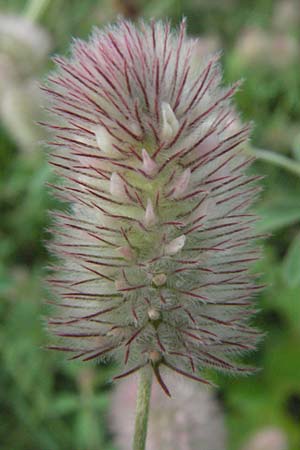 Trifolium arvense \ Hasen-Klee / Hare's-Foot Clover, D Hemsbach 12.7.2007