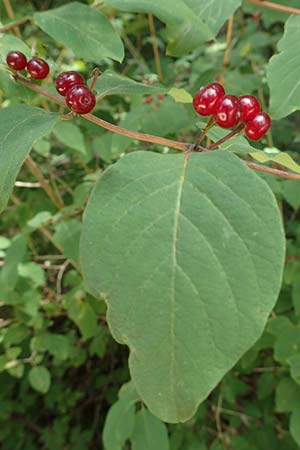 Lonicera xylosteum \ Rote Heckenkirsche / Fly Honeysuckle, D Hechingen 26.7.2015