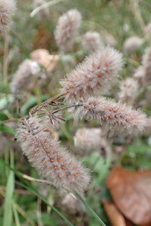 Trifolium arvense \ Hasen-Klee / Hare's-Foot Clover, D Klingenberg am Main 17.9.2016