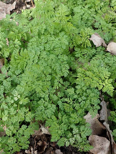 Anthriscus caucalis \ Hunds-Kerbel / Bur Chervil, D Mannheim 20.2.2021