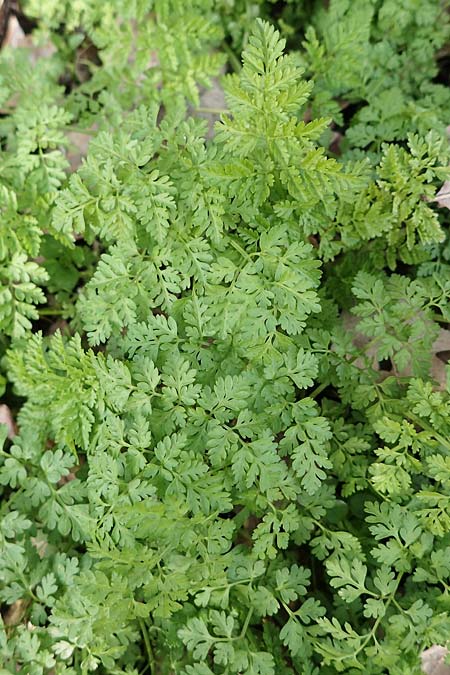 Anthriscus caucalis \ Hunds-Kerbel / Bur Chervil, D Mannheim 20.2.2021