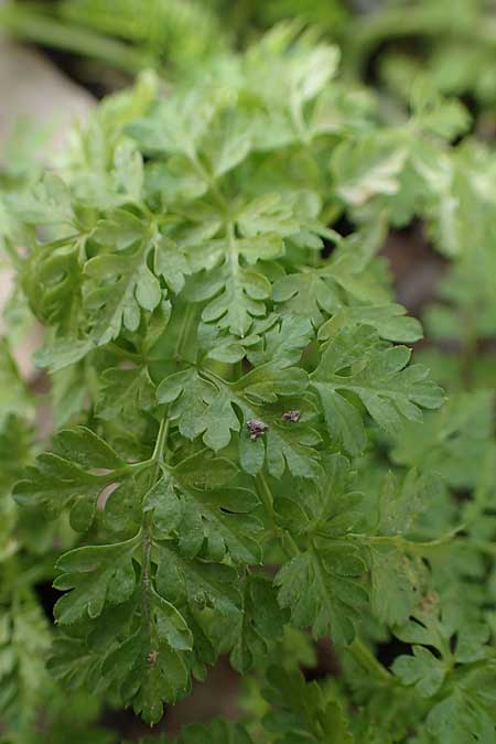 Anthriscus caucalis \ Hunds-Kerbel / Bur Chervil, D Mannheim 20.2.2021