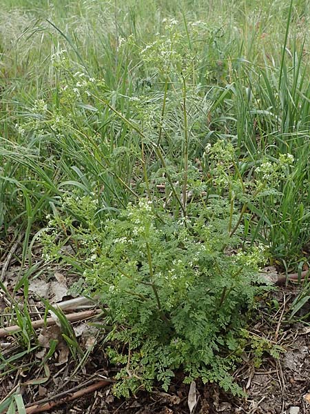 Anthriscus caucalis \ Hunds-Kerbel / Bur Chervil, D Mannheim 13.5.2021