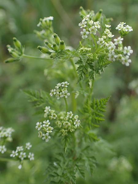 Anthriscus caucalis \ Hunds-Kerbel / Bur Chervil, D Mannheim 13.5.2021