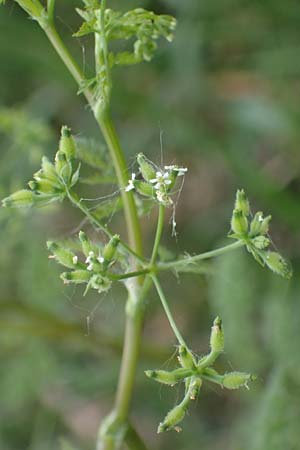 Anthriscus caucalis \ Hunds-Kerbel / Bur Chervil, D Mannheim 13.5.2021