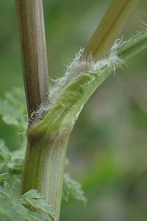 Anthriscus caucalis \ Hunds-Kerbel / Bur Chervil, D Mannheim 13.5.2021