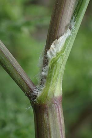 Anthriscus caucalis \ Hunds-Kerbel / Bur Chervil, D Mannheim 13.5.2021