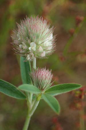 Trifolium arvense \ Hasen-Klee / Hare's-Foot Clover, D Hockenheim 8.6.2021