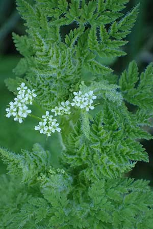 Anthriscus caucalis \ Hunds-Kerbel / Bur Chervil, D Mannheim 18.4.2022