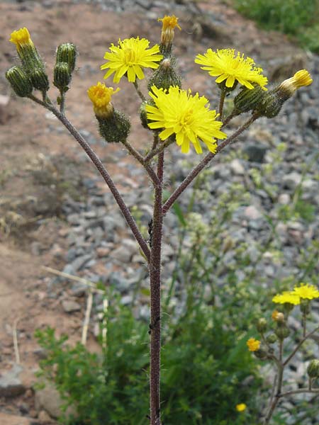 Hieracium leptophyton \ Zartes Habichtskraut / Tender Hawkweed, D Enkenbach-Alsenborn 24.5.2015
