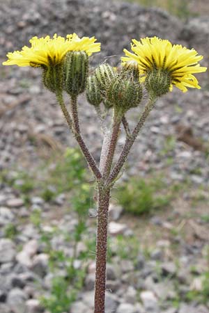 Hieracium leptophyton \ Zartes Habichtskraut / Tender Hawkweed, D Enkenbach-Alsenborn 24.5.2015