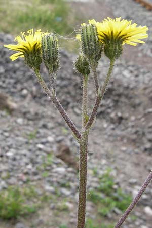 Hieracium leptophyton \ Zartes Habichtskraut / Tender Hawkweed, D Enkenbach-Alsenborn 24.5.2015
