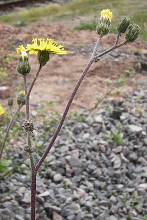 Hieracium leptophyton \ Zartes Habichtskraut / Tender Hawkweed, D Enkenbach-Alsenborn 24.5.2015