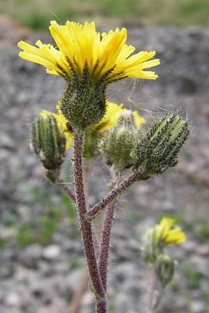 Hieracium leptophyton \ Zartes Habichtskraut / Tender Hawkweed, D Enkenbach-Alsenborn 24.5.2015