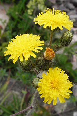 Hieracium leptophyton \ Zartes Habichtskraut / Tender Hawkweed, D Enkenbach-Alsenborn 24.5.2015