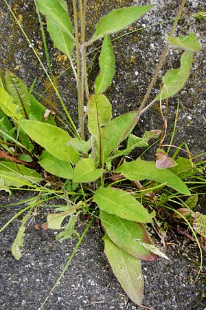 Hieracium lachenalii \ Gew�hnliches Habichtskraut / Lachenal's Hawkweed, D Ulm 2.6.2015