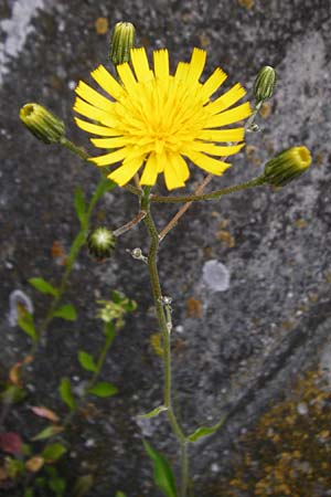 Hieracium lachenalii \ Gew�hnliches Habichtskraut / Lachenal's Hawkweed, D Ulm 2.6.2015