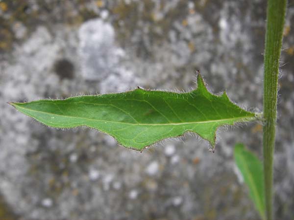 Hieracium lachenalii \ Gew�hnliches Habichtskraut / Lachenal's Hawkweed, D Ulm 2.6.2015