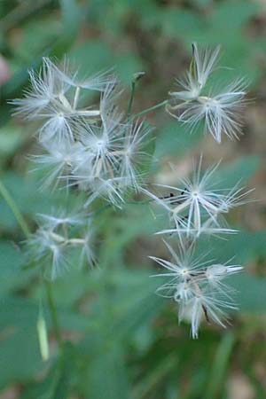 Prenanthes purpurea \ Purpur-Hasenlattich / Purple Lettuce, D Heidelberg 31.8.2016