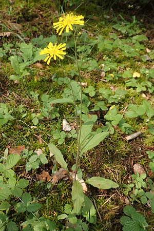 Hieracium lachenalii \ Gew�hnliches Habichtskraut / Lachenal's Hawkweed, D Mannheim 14.5.2018