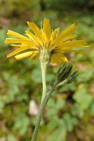 Hieracium lachenalii \ Gew�hnliches Habichtskraut / Lachenal's Hawkweed, D Mannheim 14.5.2018