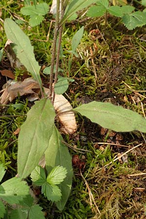 Hieracium lachenalii \ Gew�hnliches Habichtskraut / Lachenal's Hawkweed, D Mannheim 14.5.2018