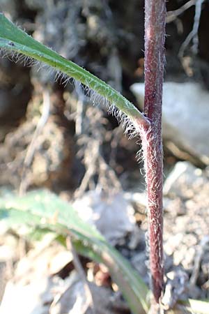 Hieracium lachenalii \ Gew�hnliches Habichtskraut / Lachenal's Hawkweed, D Spaichingen 25.6.2018