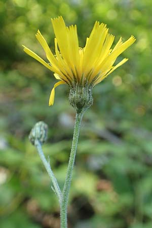 Hieracium lachenalii \ Gew�hnliches Habichtskraut / Lachenal's Hawkweed, D Spaichingen 25.6.2018