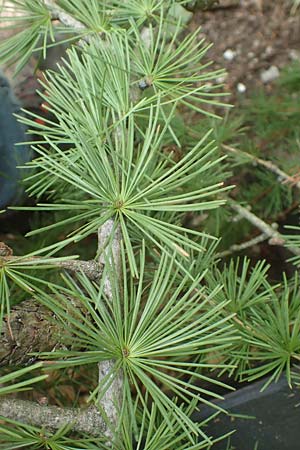 Larix x eurolepis \ Hybrid-L�rche / Hybrid Larch, Dunkeld Larch, D Odenwald, Ursenbach 26.9.2018