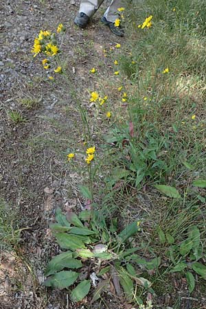 Hieracium lachenalii \ Gew�hnliches Habichtskraut / Lachenal's Hawkweed, D Odenwald, Lampenhain 17.6.2022