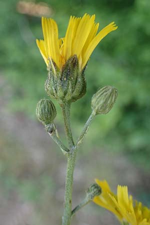 Hieracium lachenalii \ Gew�hnliches Habichtskraut / Lachenal's Hawkweed, D Odenwald, Lampenhain 17.6.2022