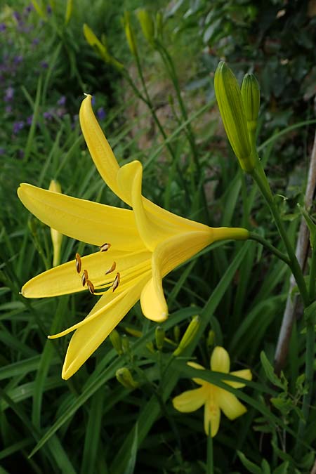 Hemerocallis lilioasphodelus \ Fr�he Wiesen-Taglilie / Yellow Day Lily, Lemon Day Lily, D  20.5.2023