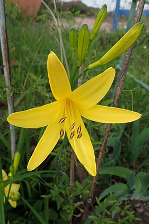 Hemerocallis lilioasphodelus \ Fr�he Wiesen-Taglilie / Yellow Day Lily, Lemon Day Lily, D  20.5.2023
