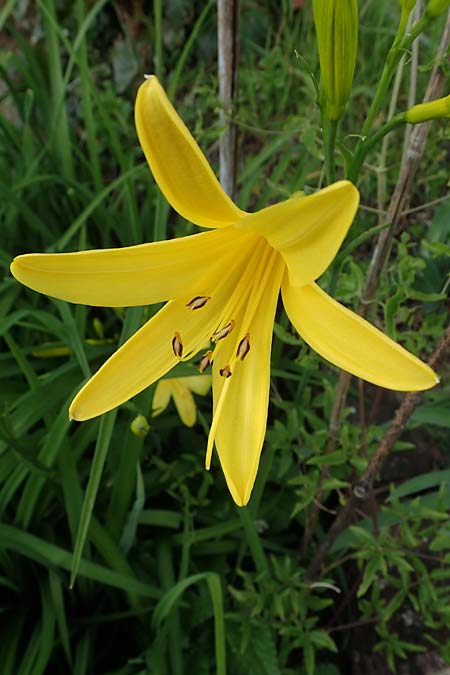Hemerocallis lilioasphodelus \ Fr�he Wiesen-Taglilie / Yellow Day Lily, Lemon Day Lily, D  20.5.2023