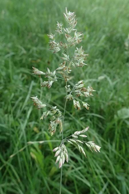 Holcus lanatus \ Wolliges Honiggras / Common Velvet Grass, D Mudau 15.8.2023